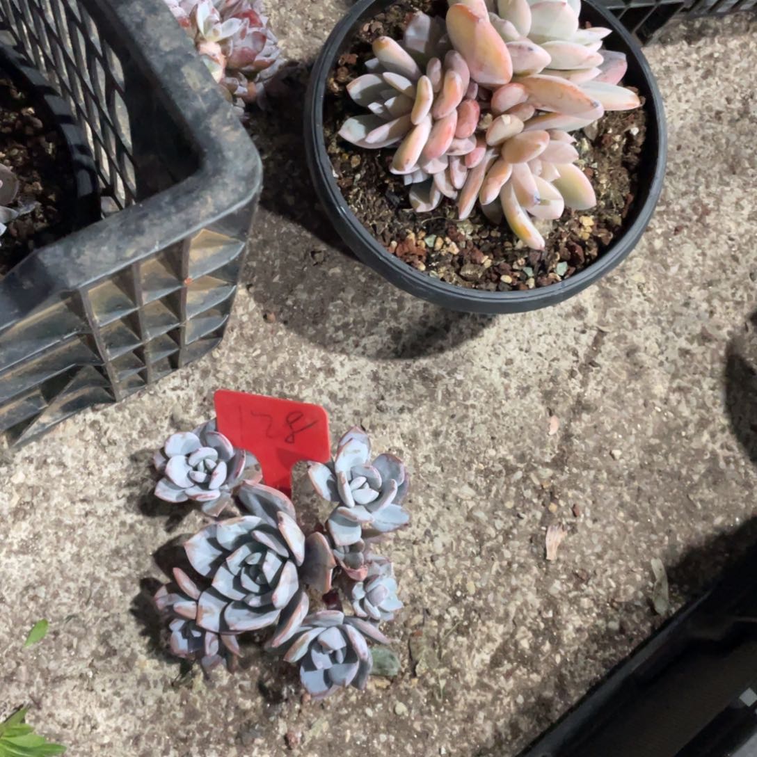 简****奶茶缀化多头群生128