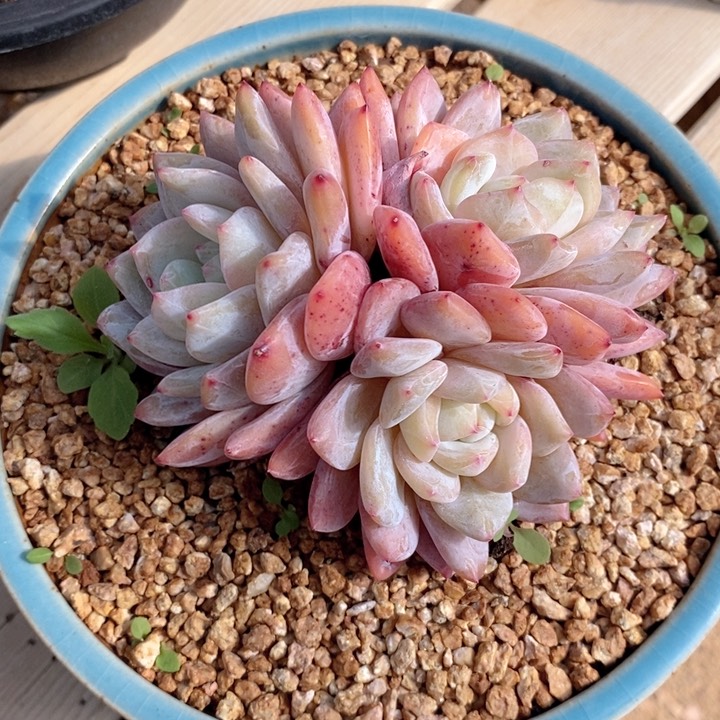 梦露 韩货精品5566