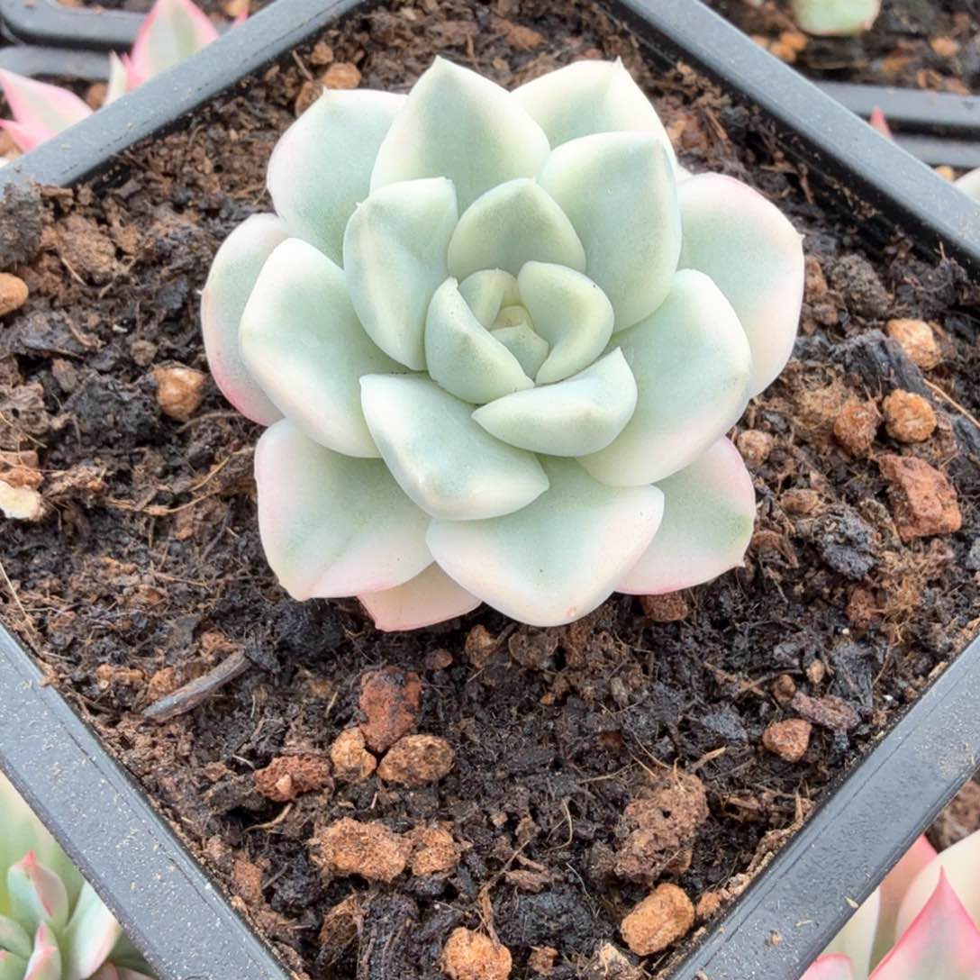 雪鸳锦多肉锦景天