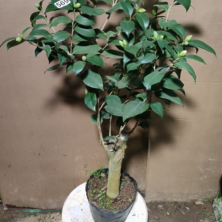 569酒中花，原盆原土发货，不包邮