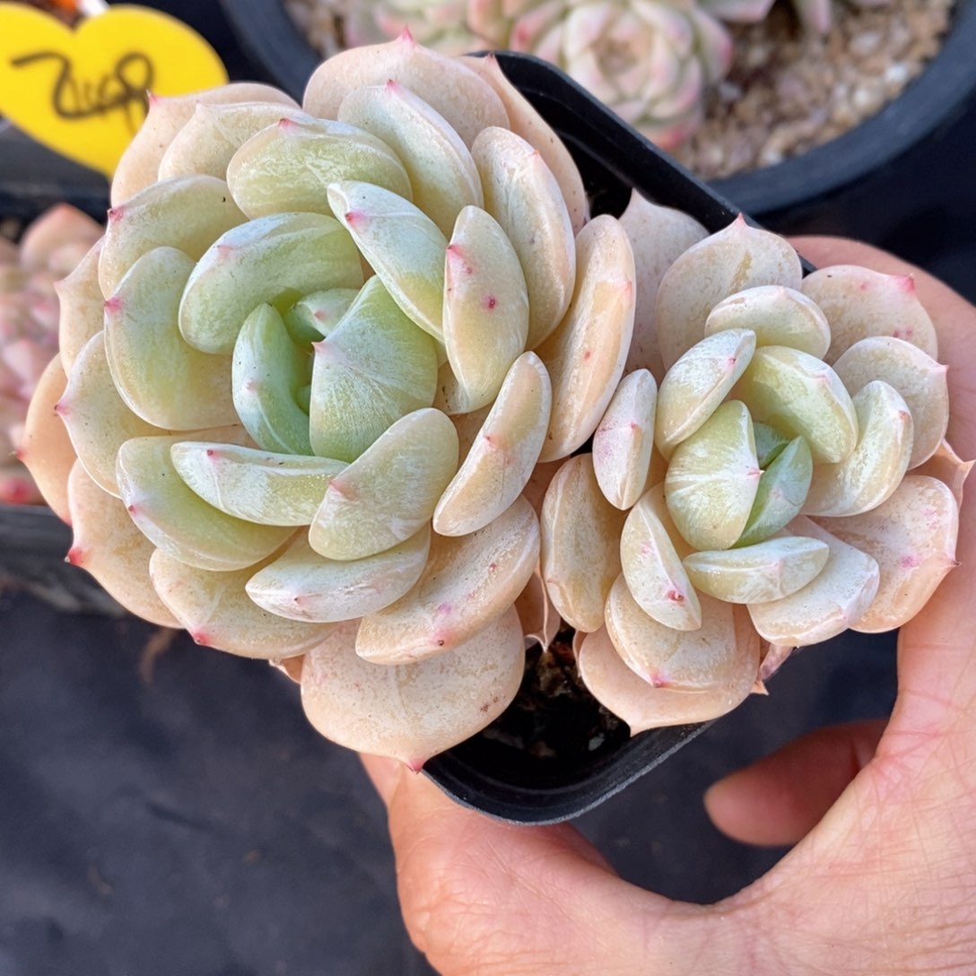 精品多肉一物一拍不包整5