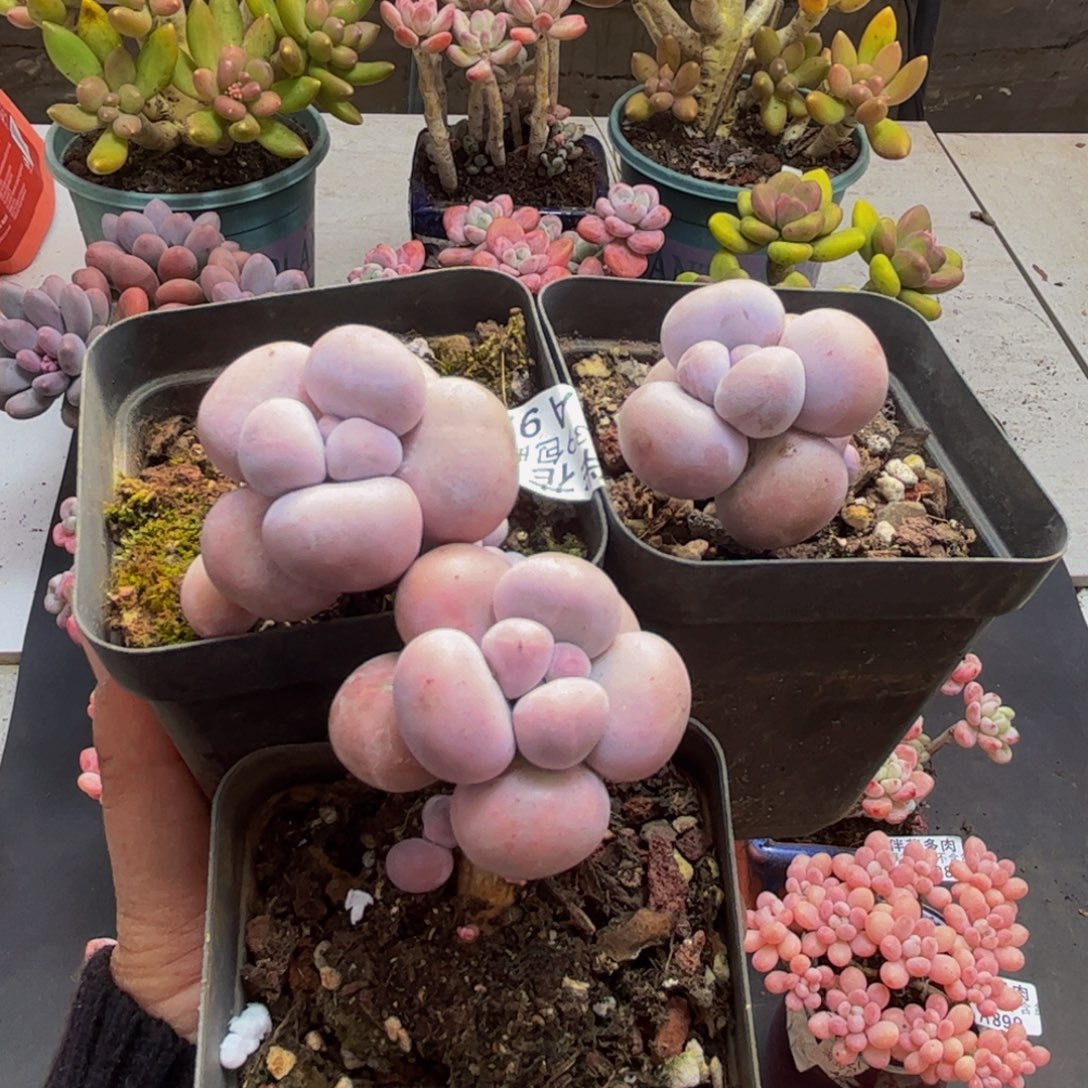 919芭比奶酪3颗多肉植物