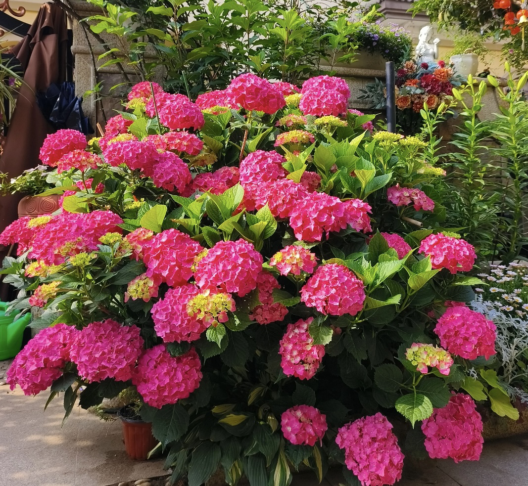 宇辰【草莓蛋挞绣球花】2加仑盆栽花卉好养活基地直发 带花带苞发货