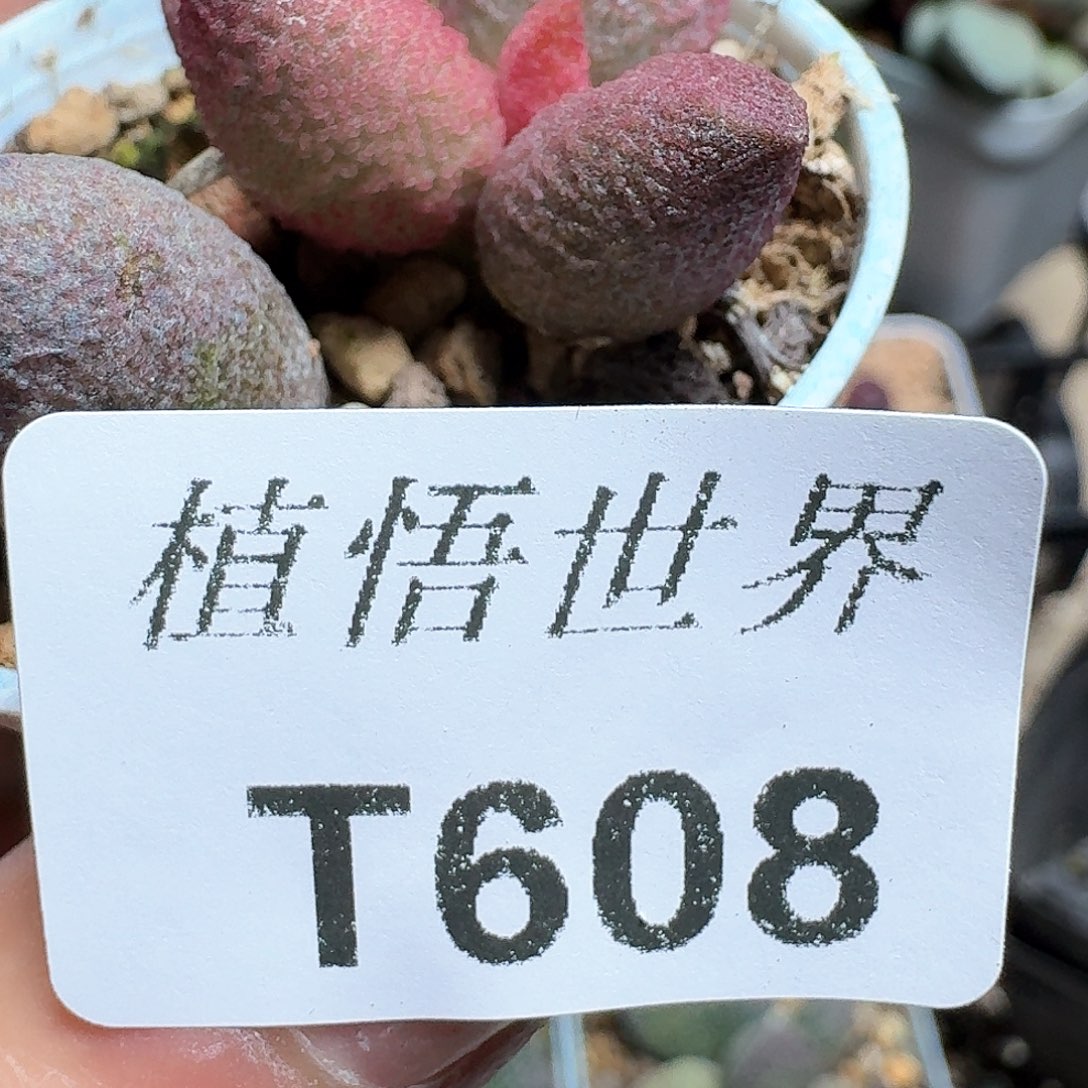 608盒多肉植物哇f c
