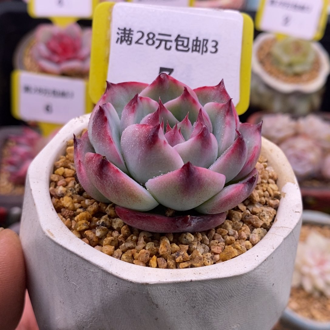 37惊鸿拉丝锦多肉植物