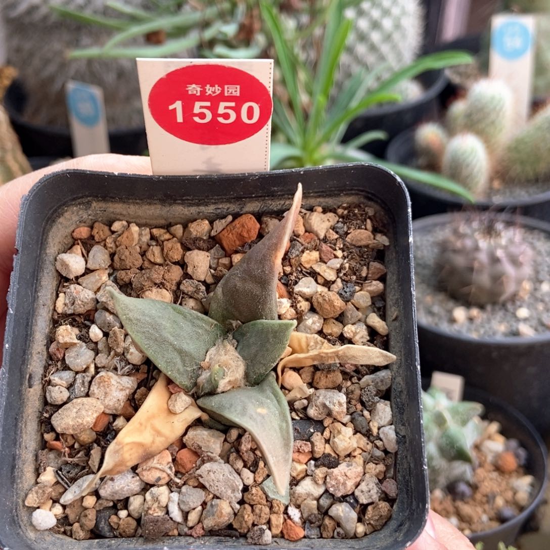 实生牡丹一颗仙人球