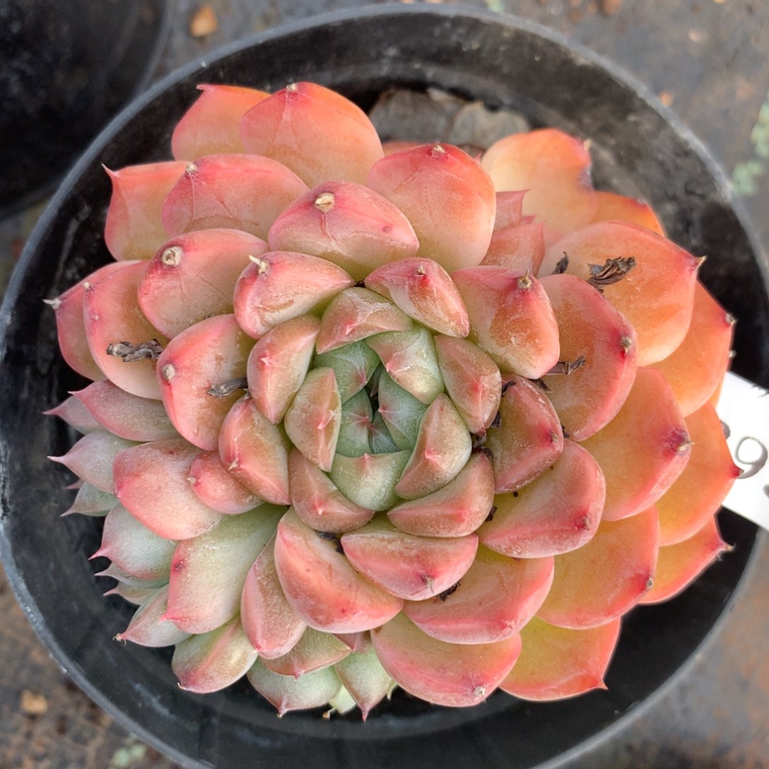 3932杂交精品基地8厘米