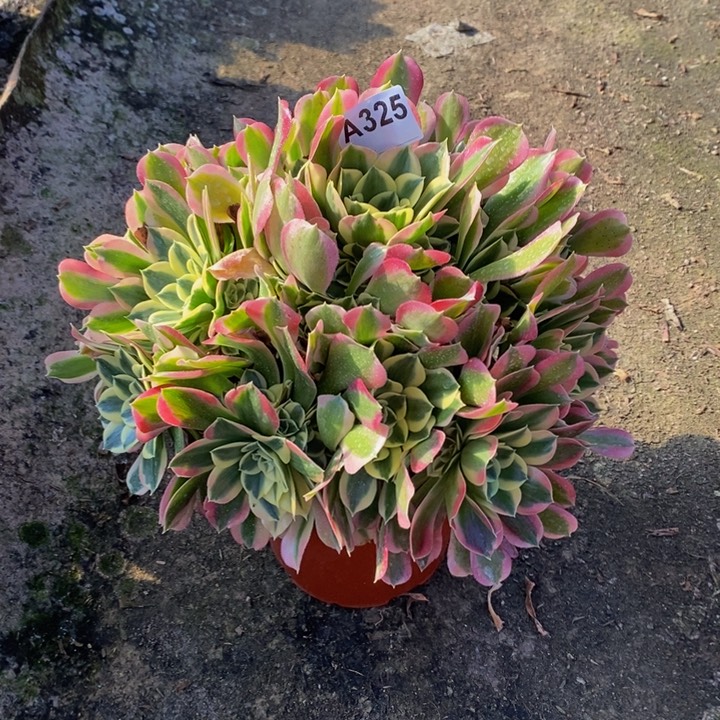 白凤多肉植物325