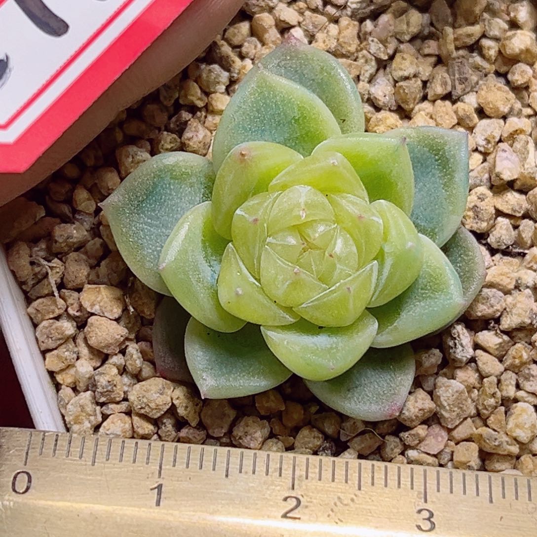 E710一物一拍 泼天富贵