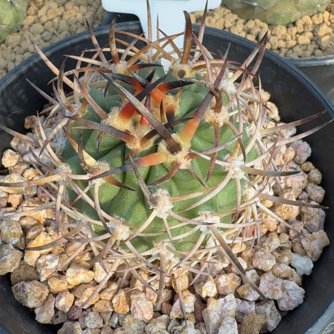 仙人球黑曜丸实生根