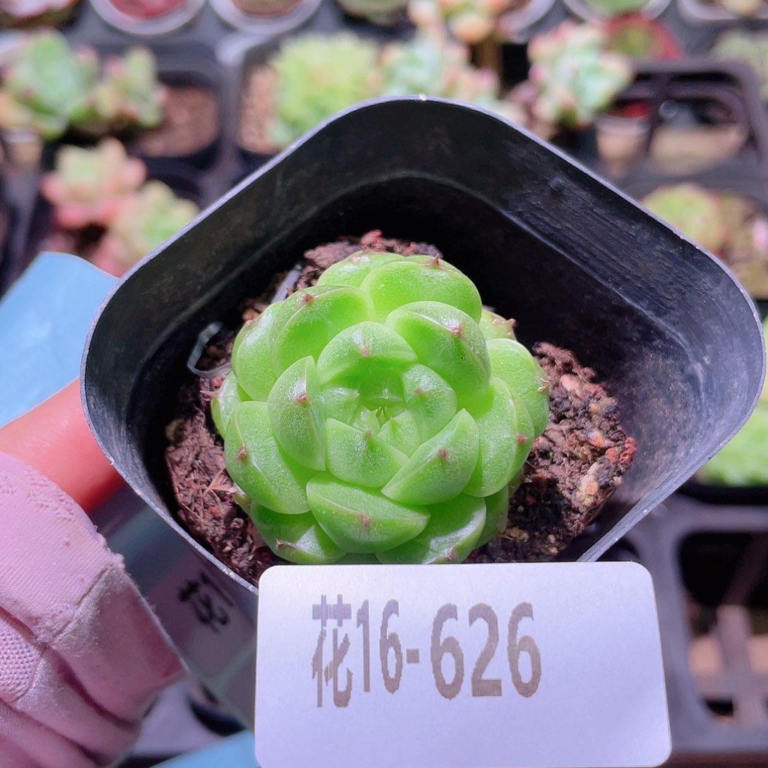 花利美16-626麦秆