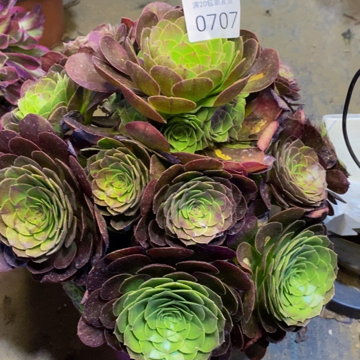 花月夜多肉断头不包0707