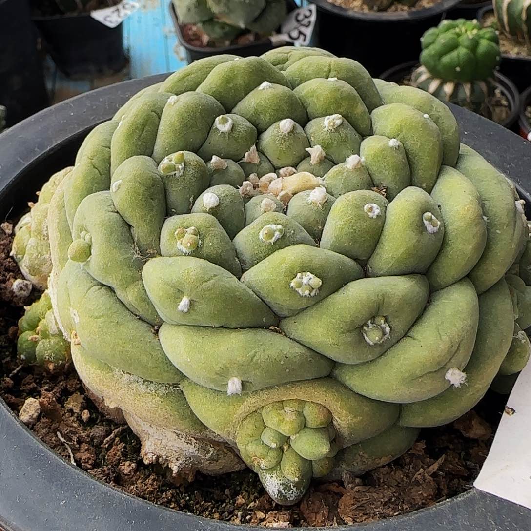 古田呗。416仙人球