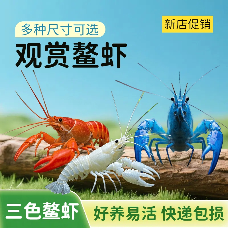 观赏鳌虾活体宠物虾水族淡水冷水佛罗里达红白蓝螯虾鱼缸小龙虾贰