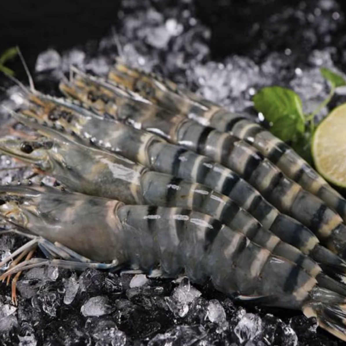 黑虎虾鲜活速冻规格21/25 肉质紧实 鲜美