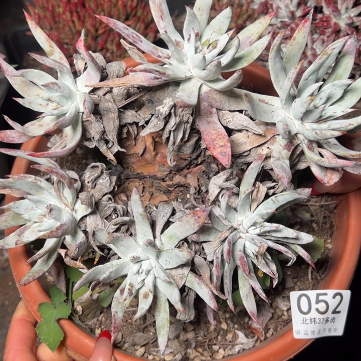 052，白衣哈哈哈哈哈哈哈