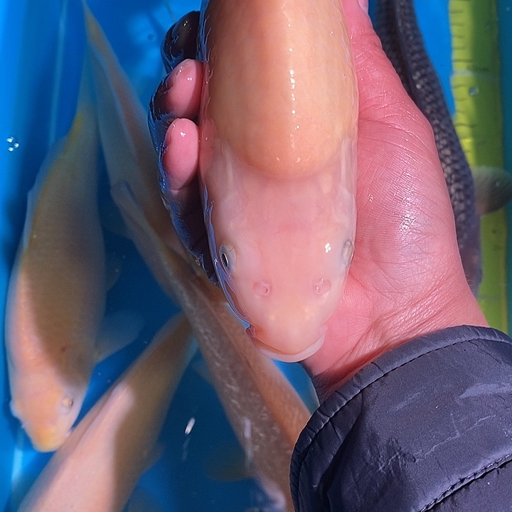 锦鲤纯种血统锦鲤鱼