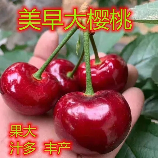 正宗美早大樱桃树苗车厘子南北方阳台庭院种植樱珠樱桃基地直发