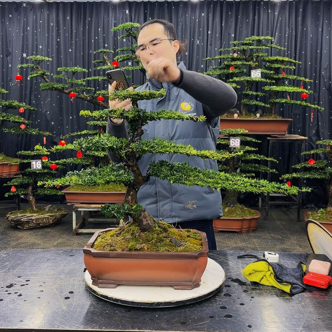 松树柏树造型盆景