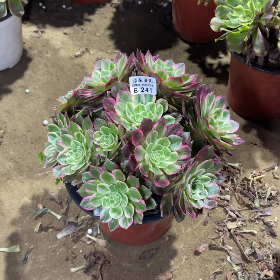 241万花筒多肉法师断枝不包