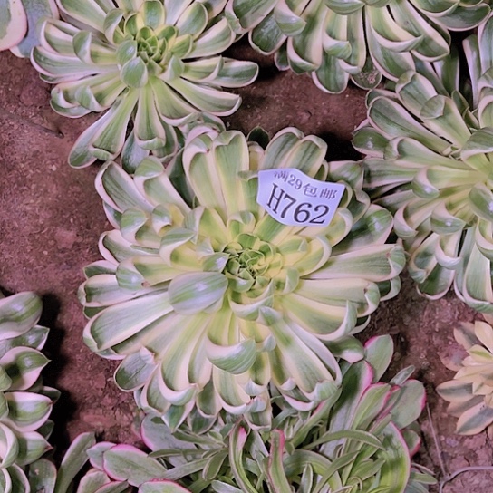 761青莲多肉植物