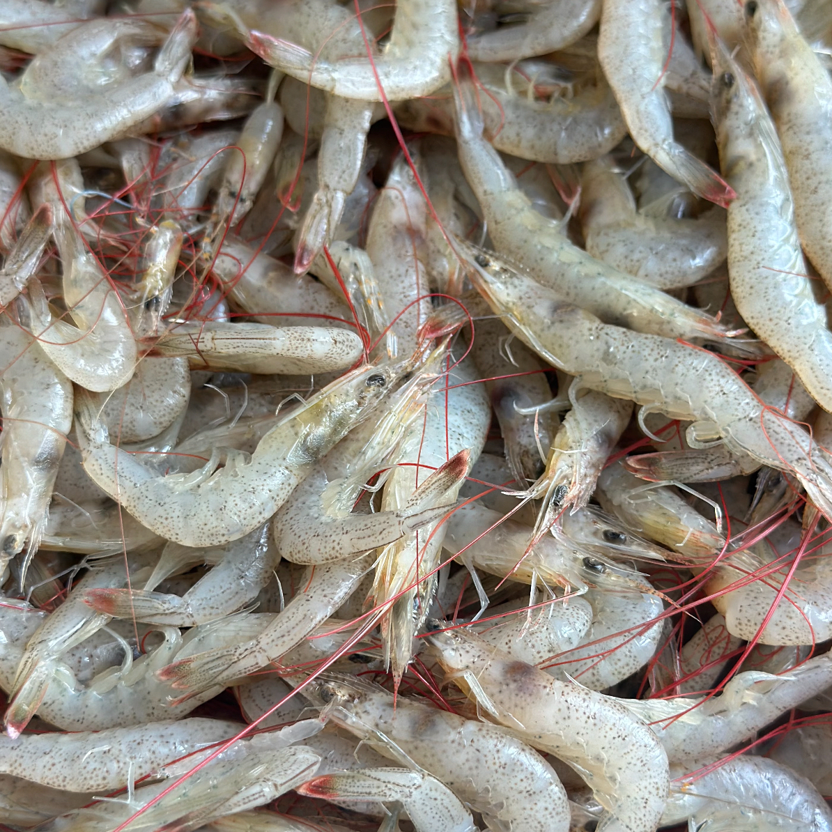 野生海捕羊毛虾小白虾肉质鲜嫩白灼油炸爆炒宝宝辅食4斤