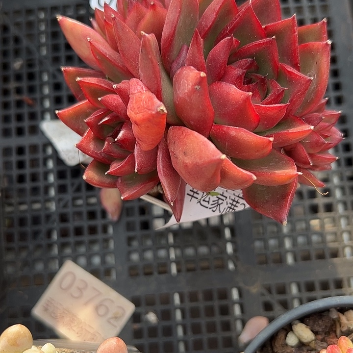 幸运的是我还没幸运