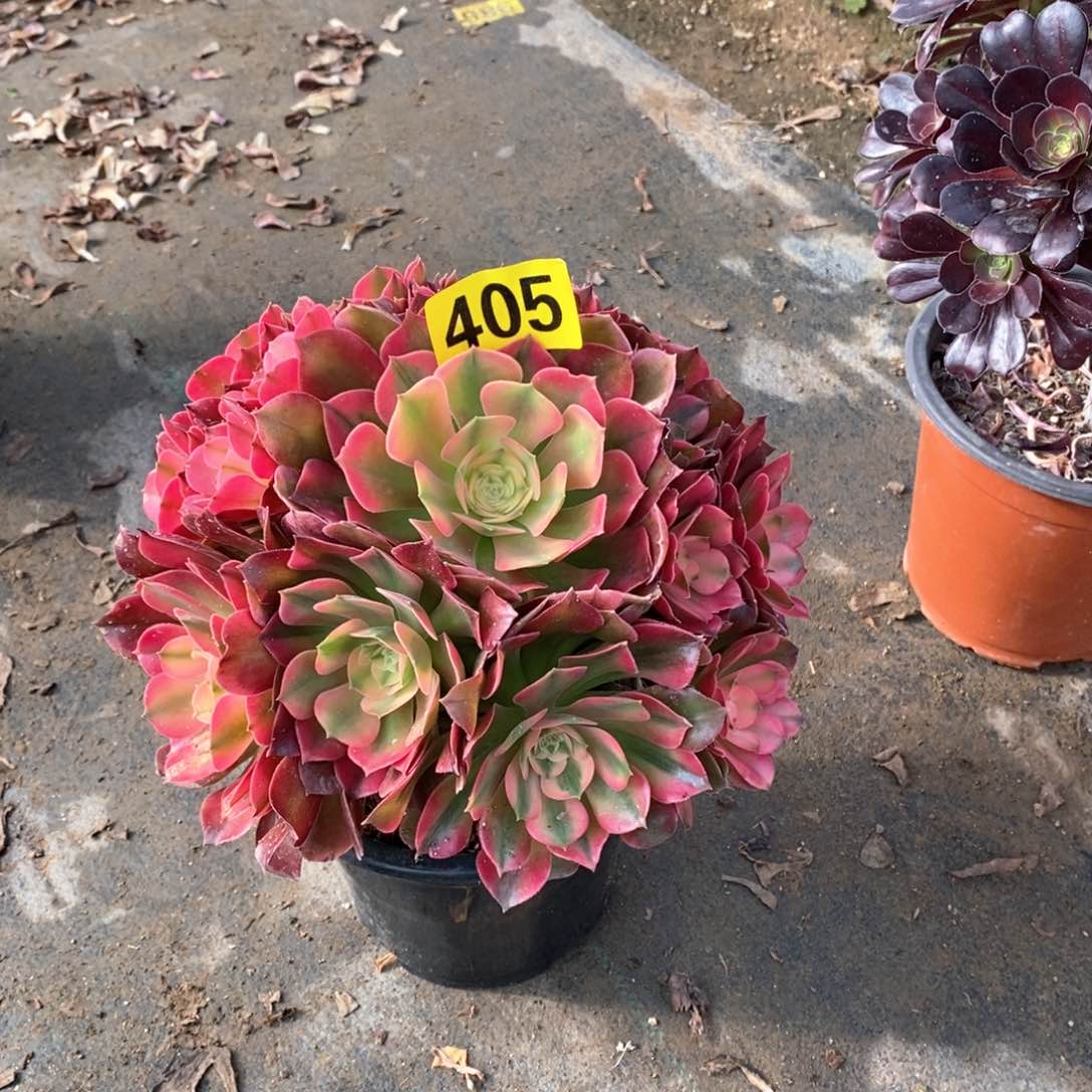 香妃多肉法师405