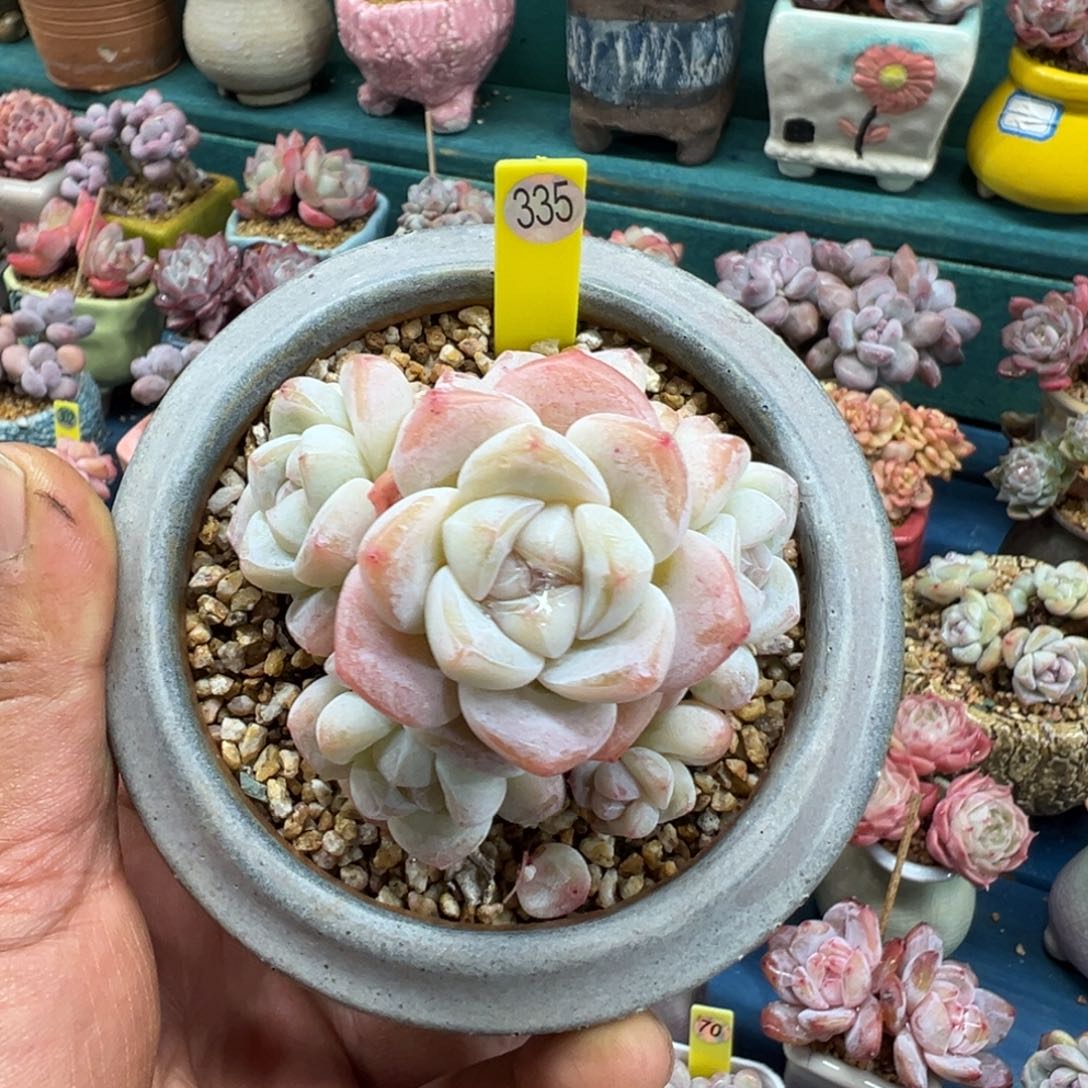 335号冰玉老桩无砍多头