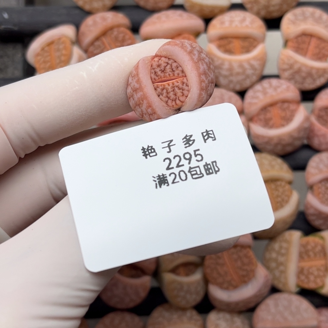 木***木2295号一棵拿铁发货