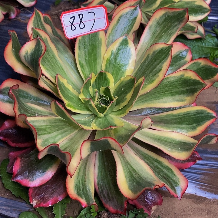 魅影老桩带侧芽887号