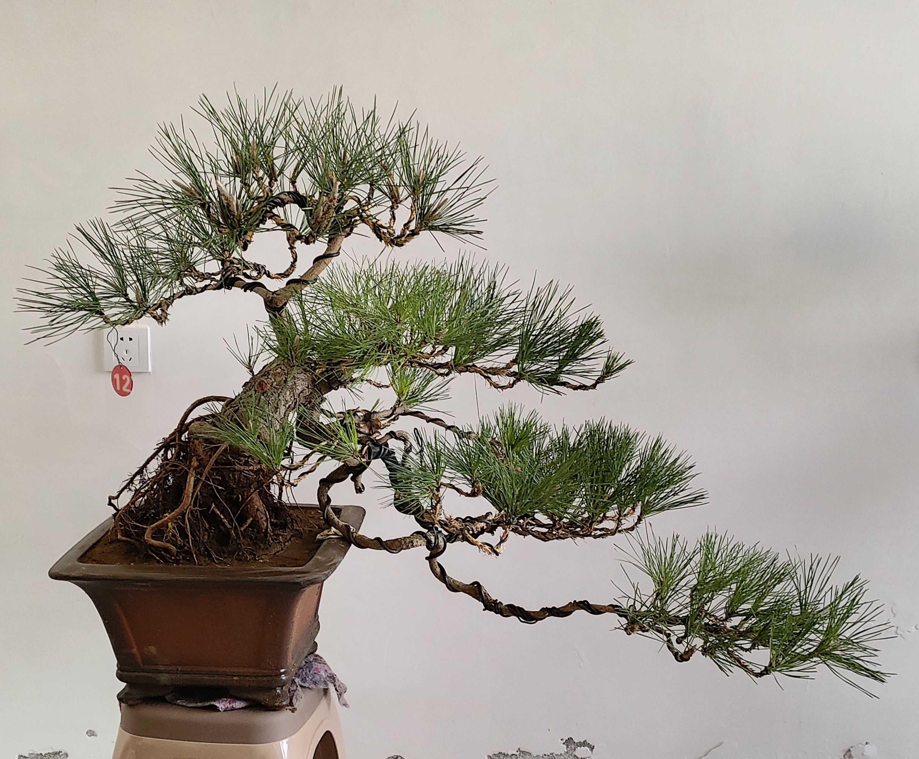 高提根黑松盆景精品庭院装饰盆栽