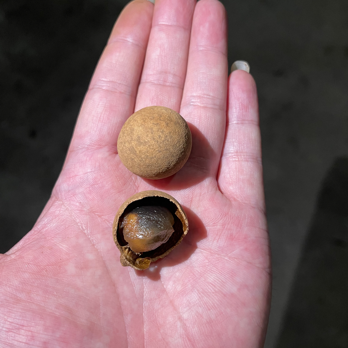 当季新货福建桂圆干特级带壳龙眼干可泡茶煲汤零食