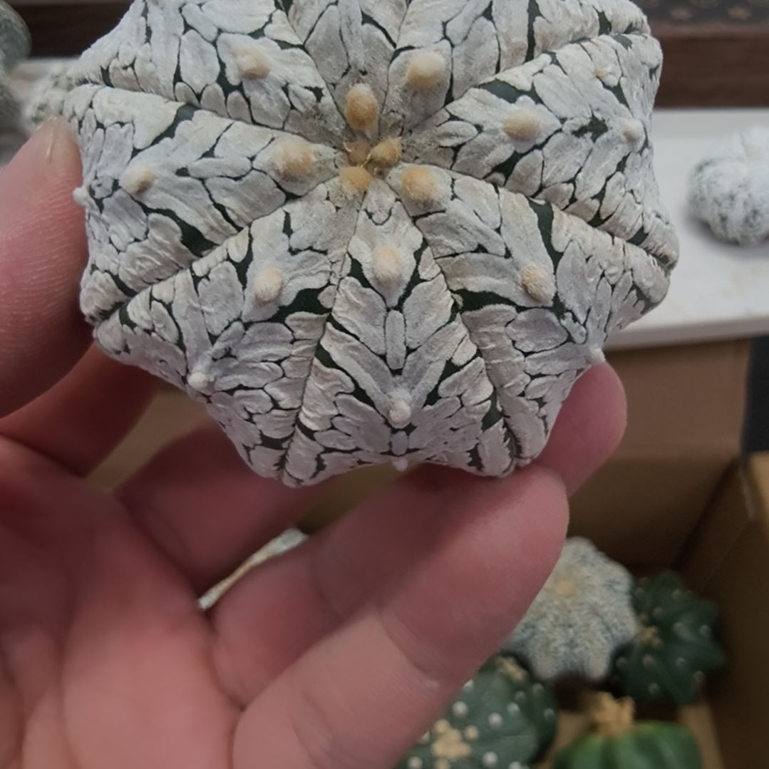 ****幻海星体满V浓白V兜哈哈哈