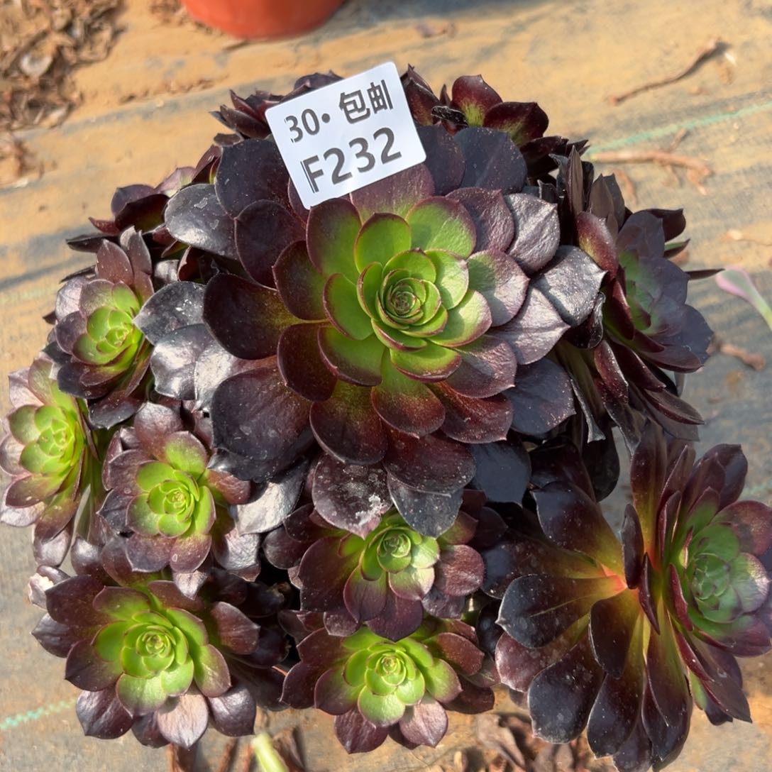 232处理赤艳连多肉法师