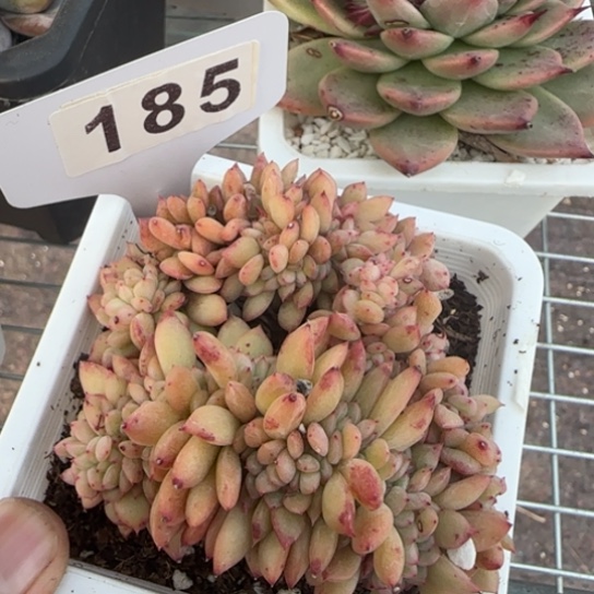 185星2缀一物一拍多肉