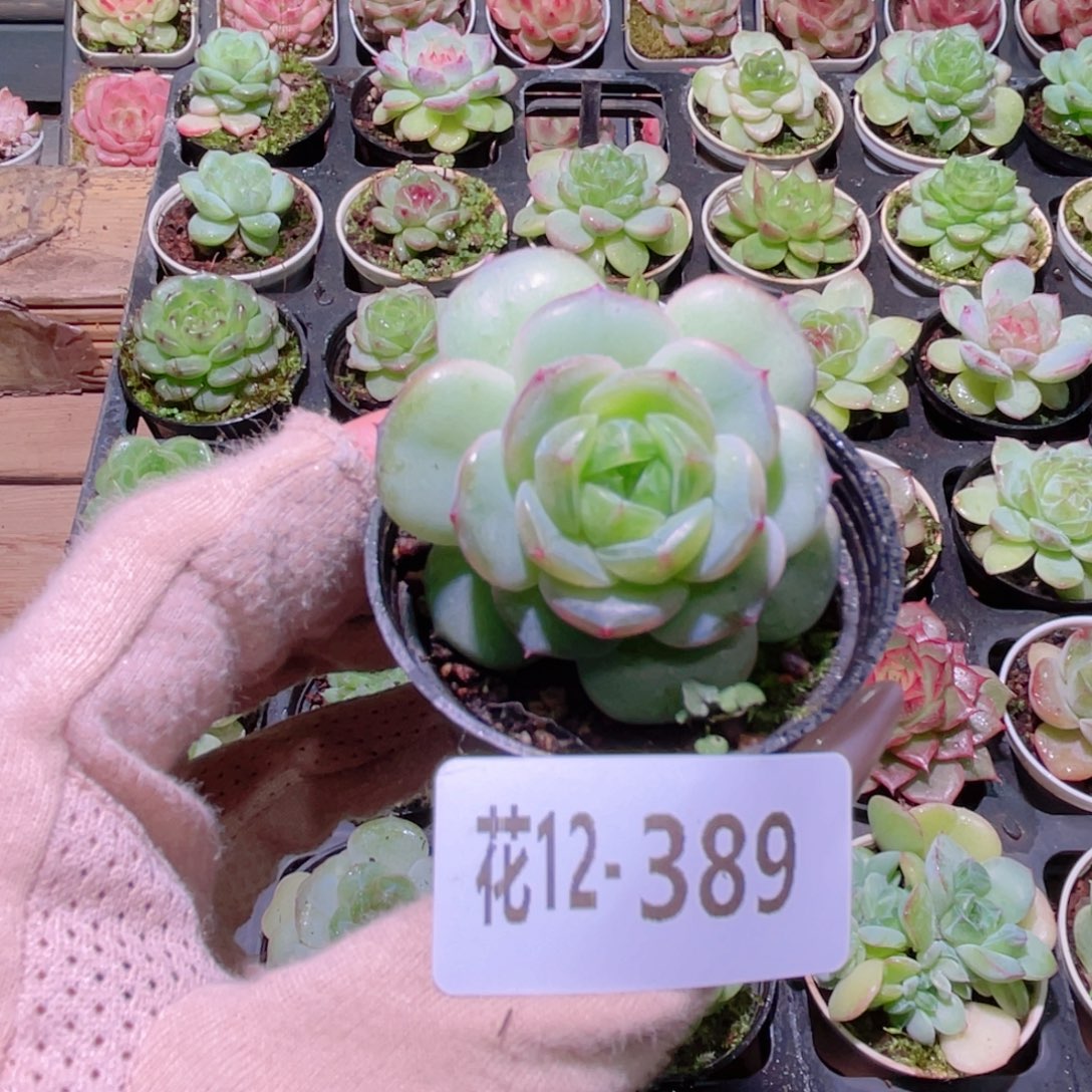 花利美12-389新品