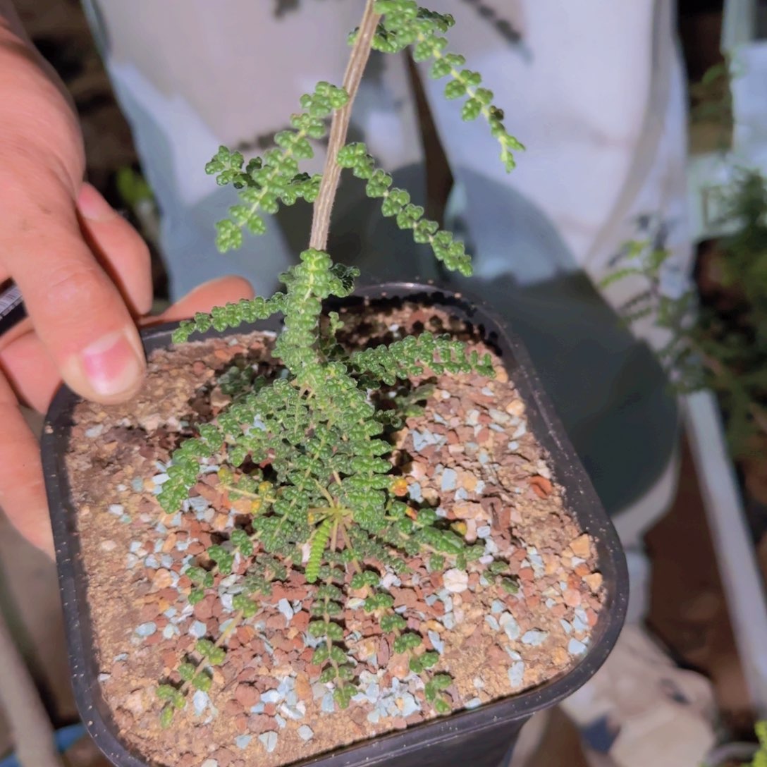 K****g块根植物块根植物块根植物