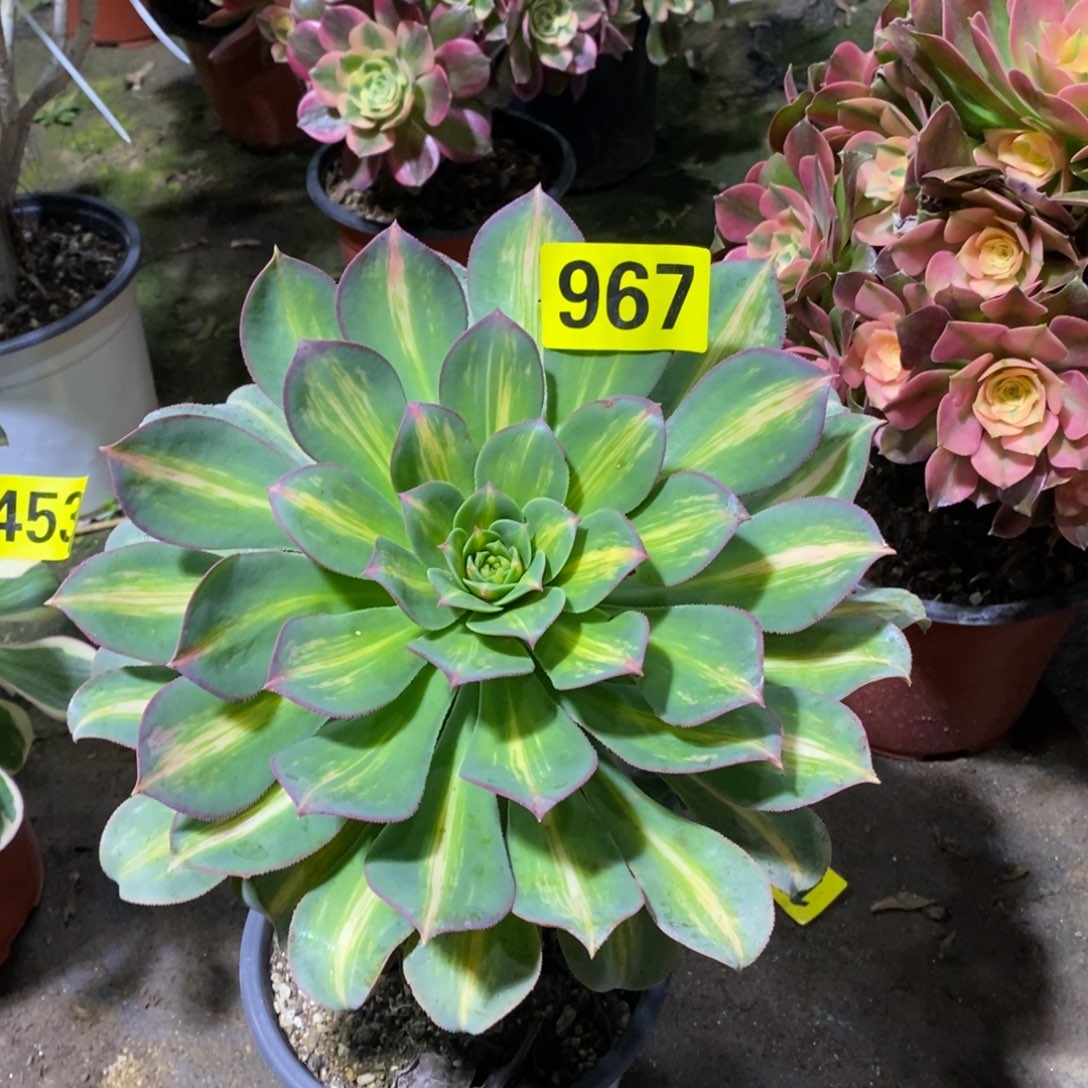 黄中班多肉法师967