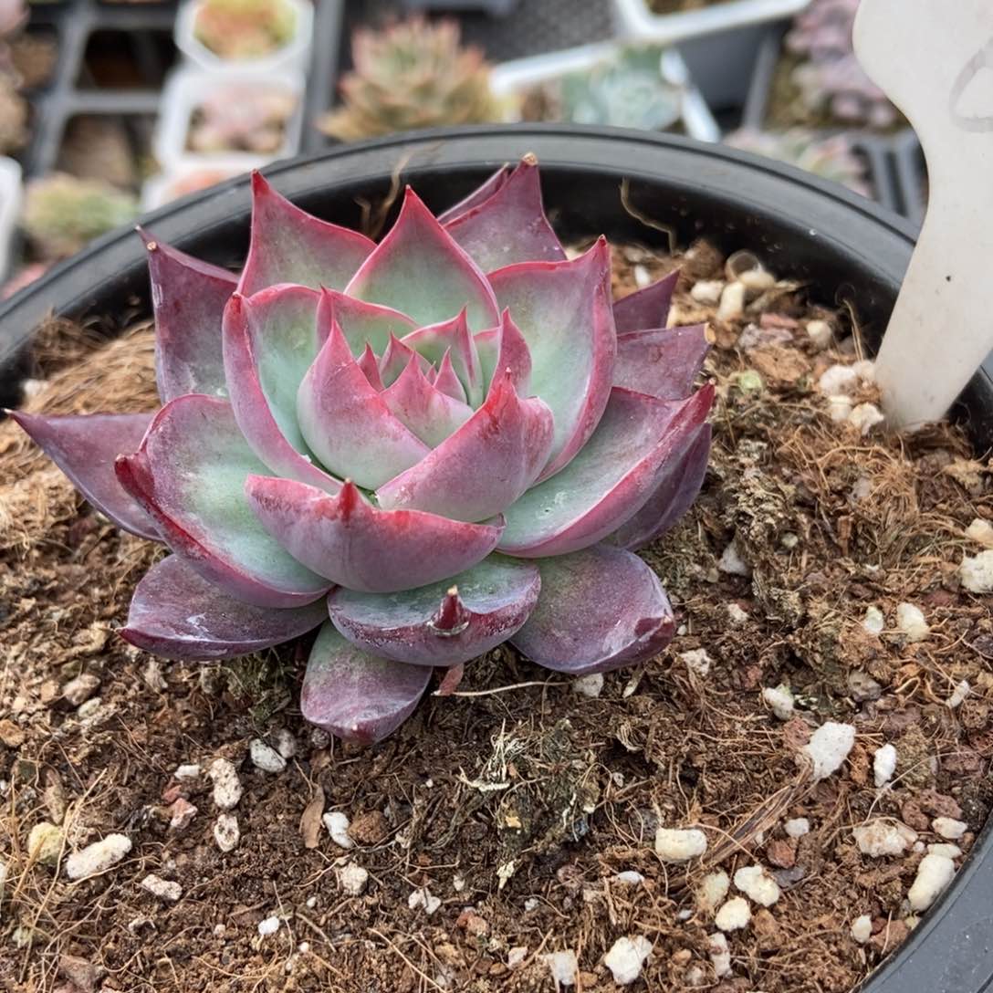 679惊鸿仙子多肉植物