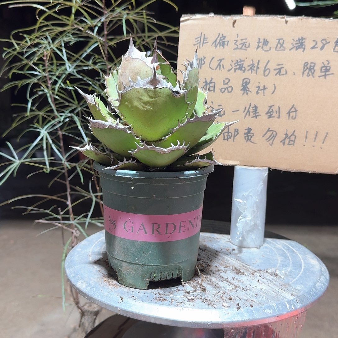 完全开放黑火焰仁王冠龙舌兰