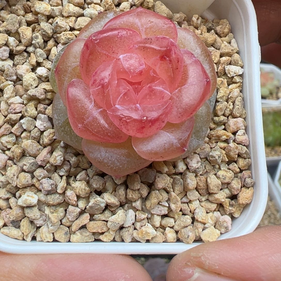 680号朗月晗雨多肉植物