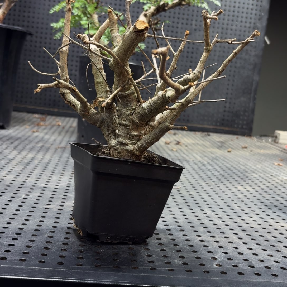 尼乐达乳香36999666666