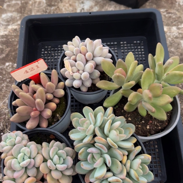 421多肉植物一物一拍