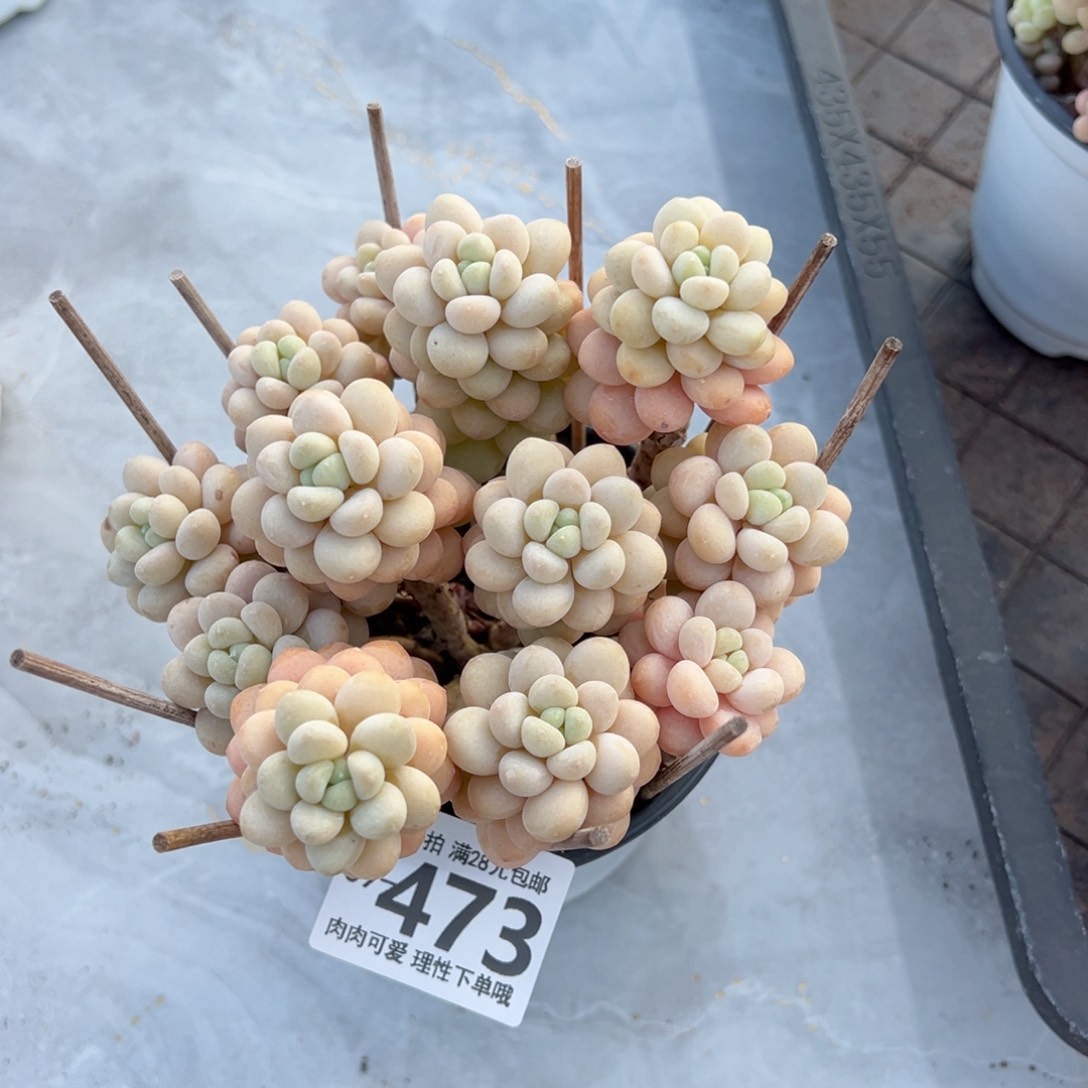 洛可可多肉多肉多肉多肉