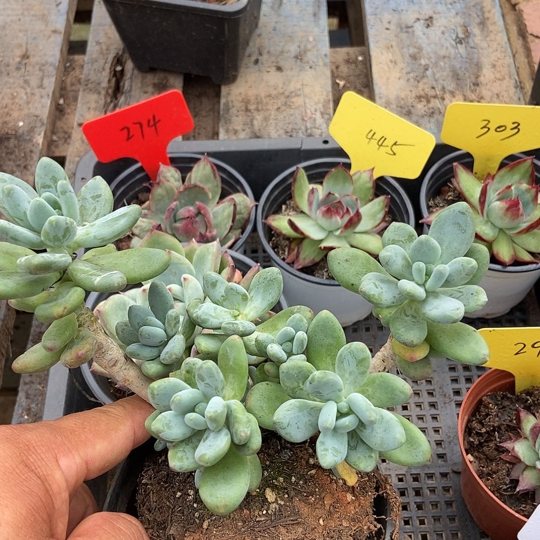 苹果美人惊鸿一物一拍包装收缩花旱