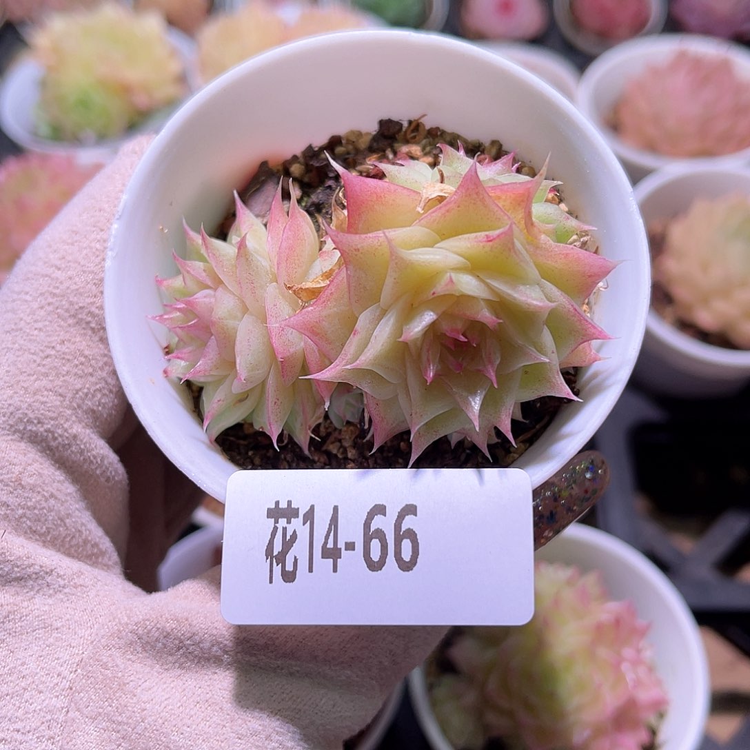 花利美14-66麦秆群