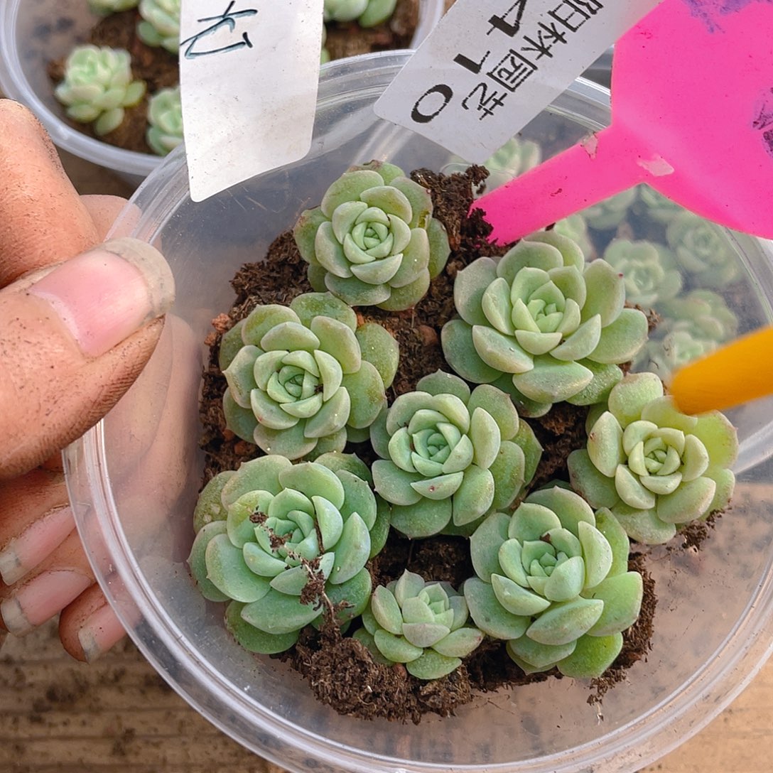 量拍多肉植物多肉植物410