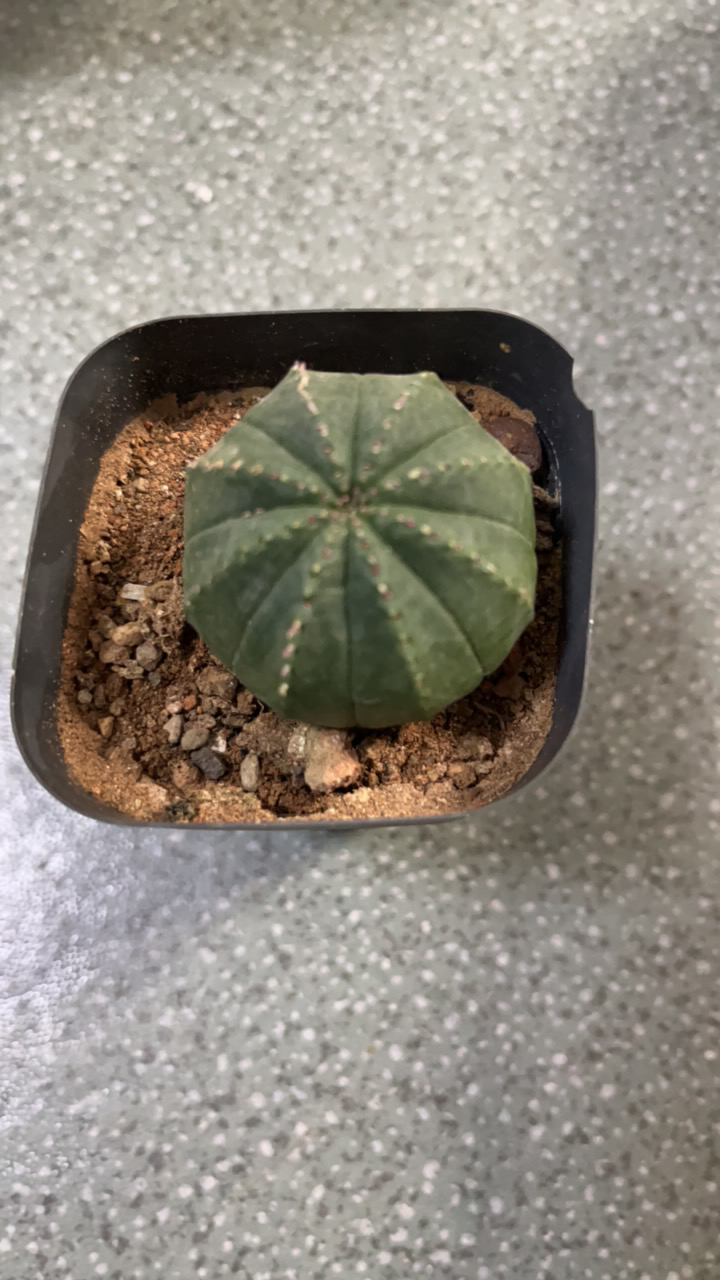 泰隆布纹球，实生仙人球，直径4厘米