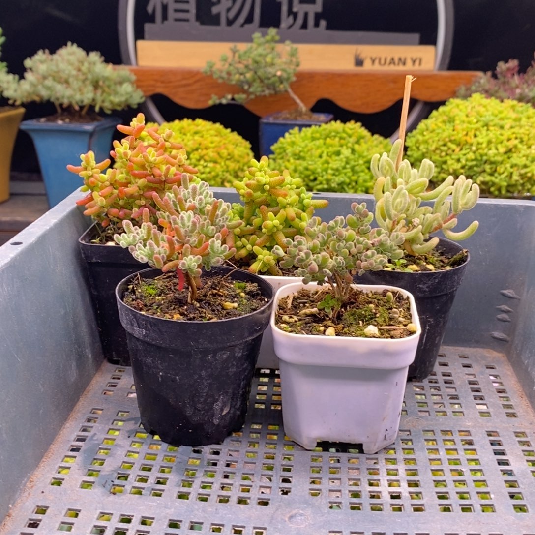 趁***老477五颗福利。        